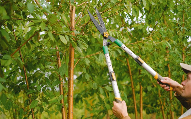 Tree trimming in Wallingford, KY